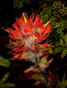 Castilleja hispida - Harsh Paintbrush 20-9785